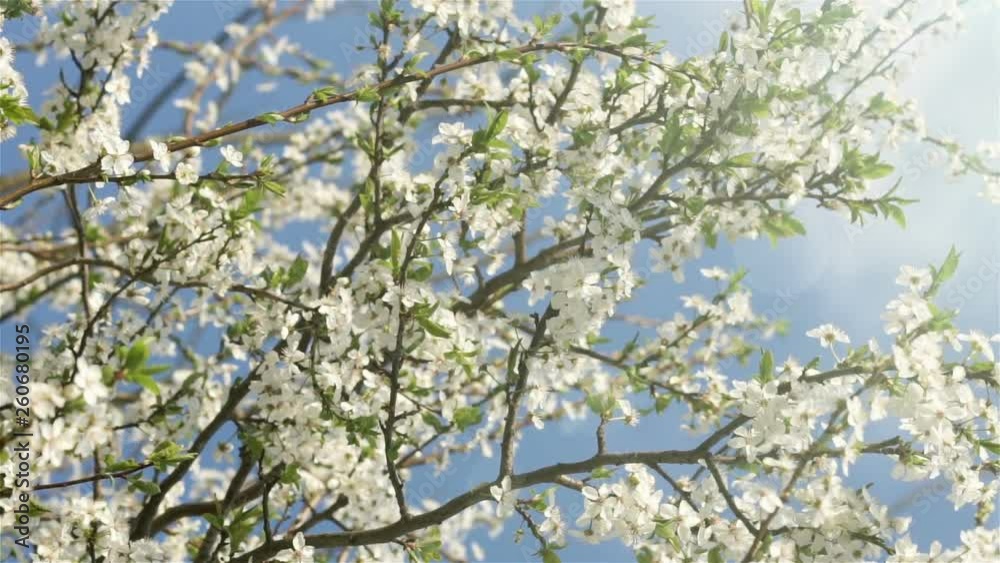 White flowers in spring. White flowers in spring.