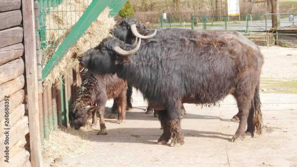 Indian home buffalo eating