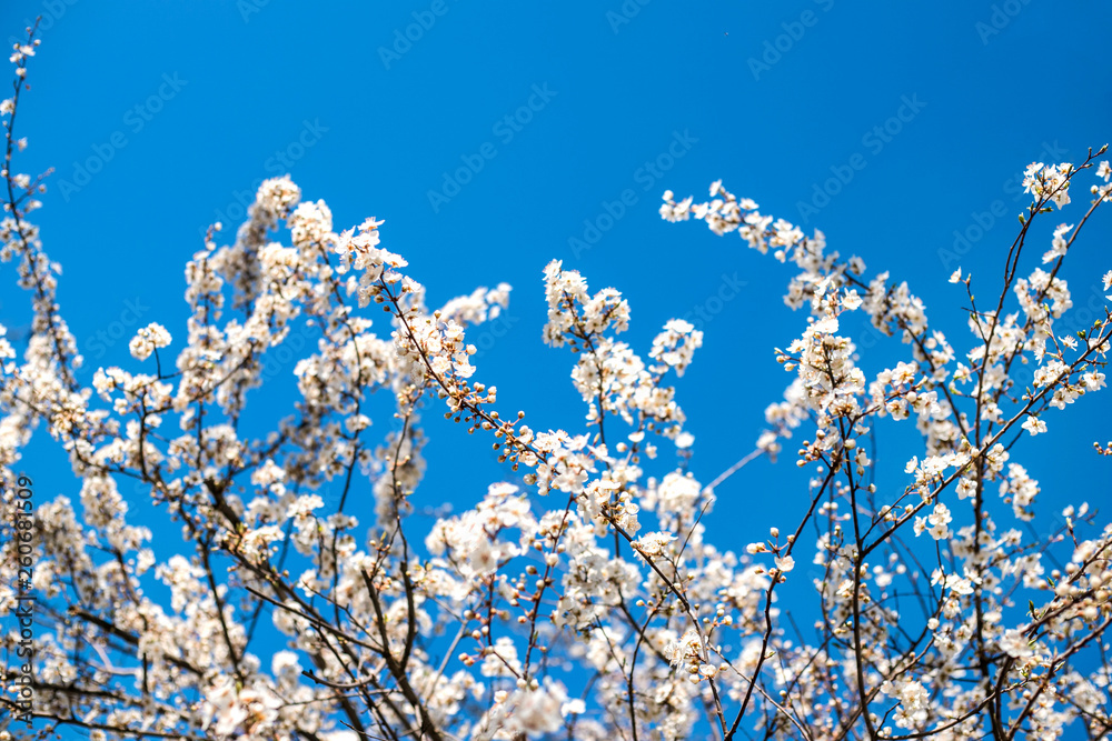 Branches of blossoming tree outdoors at spring. Branches of blossoming tree outdoors at spring.