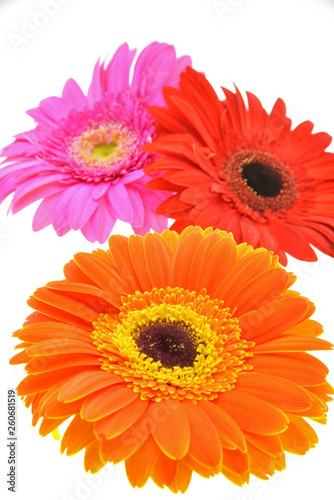 colorful flowers isolated on white background