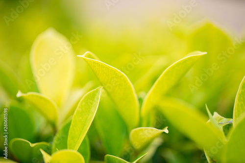 green leaf with sunlight in garden.