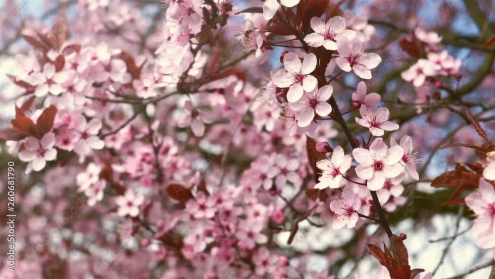 Blooming pink flowers of a fruit tree in the garden. The wind moves the stem with flowers gently. In the background blue sky , glimpses of the spring sun. Blooming pink flowers of a fruit tree in the garden. The wind moves the stem with flowers gently. In the background blue sky , glimpses of the spring sun.