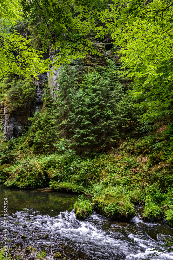 Forest river Kamenice, Bohemian Switzerland National Park, Czech Republic