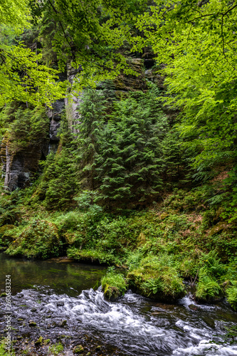 Forest river Kamenice  Bohemian Switzerland National Park  Czech Republic