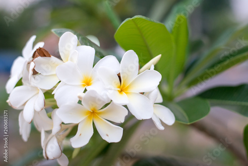 White plumeria flowers © wichaiphoto
