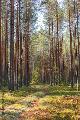 Scene of a beautiful sunset on a summer pine forest with trees and a moss covered footpath. Landscape