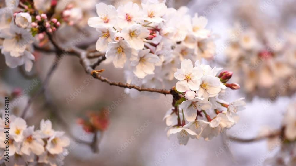 beautiful Sakura, Cherry Blossom flower with sunlight in spring season beautiful Sakura, Cherry Blossom flower with sunlight in spring season
