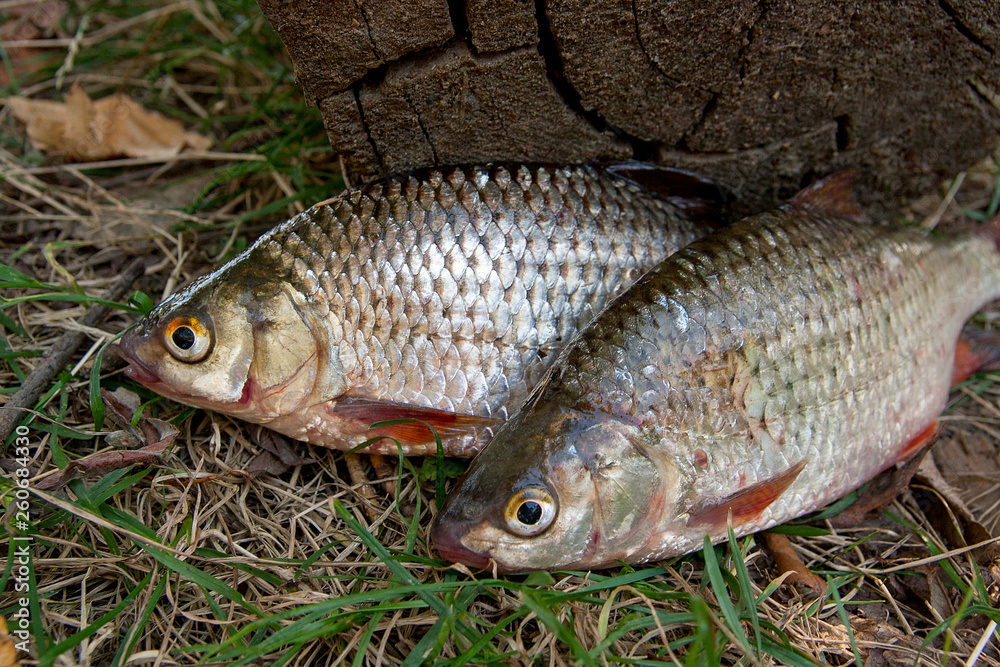 Several common roach fish on green grass. Catching freshwater fish on natural background. Several common roach fish on green grass. Catching freshwater fish on natural background.