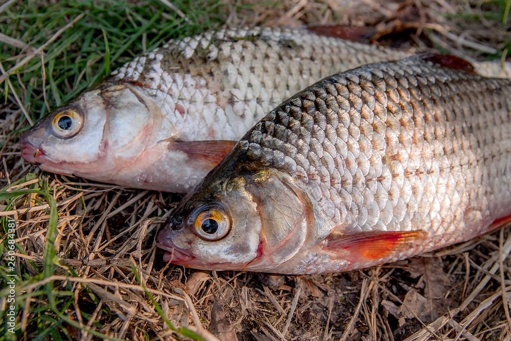 Several common roach fish on green grass. Catching freshwater fish on natural background. Several common roach fish on green grass. Catching freshwater fish on natural background.