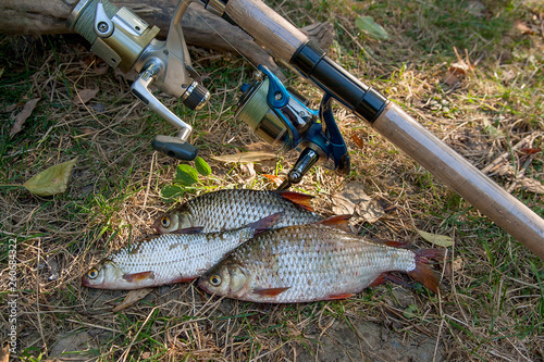 Several common roach fish on green grass. Catching freshwater fish and fishing rods with reels on green grass.