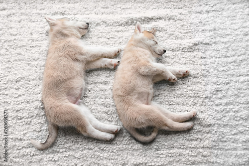 Cute Husky puppies sleeping on plaid