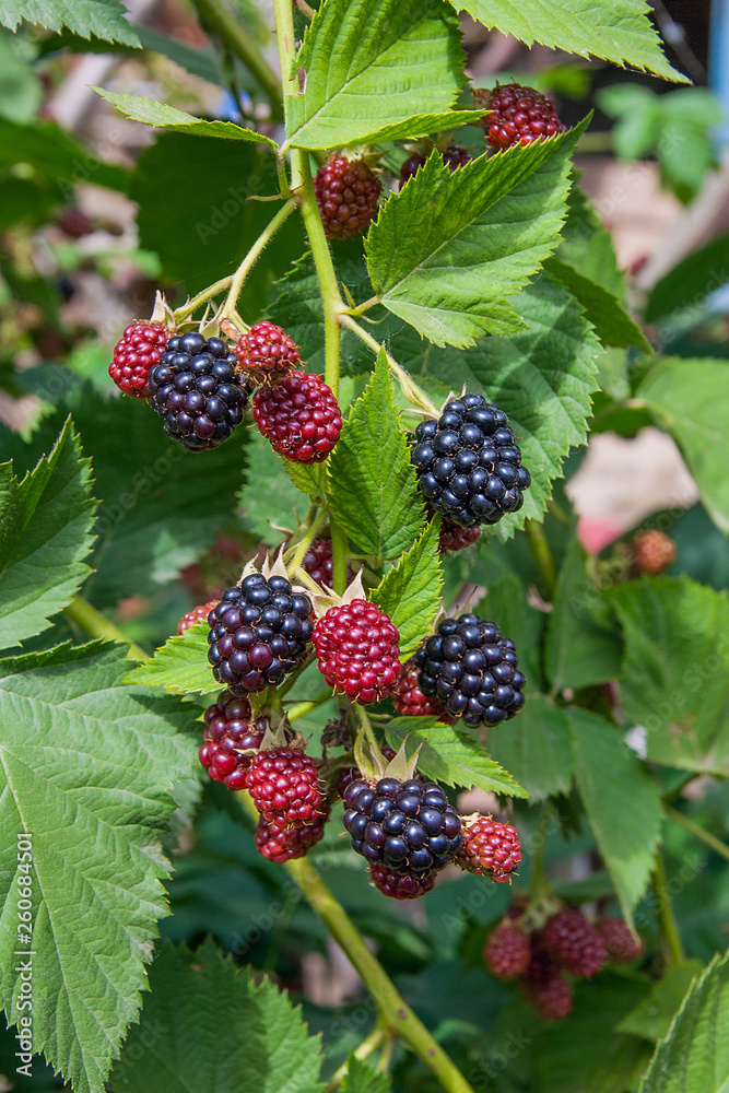 Close up view of a bunch of blackberry. Ripening of the blackberries on the blackberry bush in forest.. Close up view of a bunch of blackberry. Ripening of the blackberries on the blackberry bush in forest..