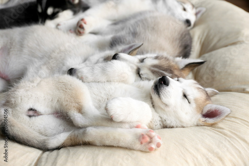 Cute Husky puppies sleeping at home © Pixel-Shot