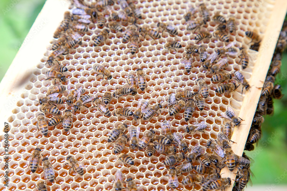 Close up view of working bees on honeycomb with sweet honey. Close up view of working bees on honeycomb with sweet honey.