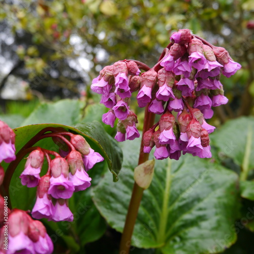bergenia cordifolia purpurea flowering plant