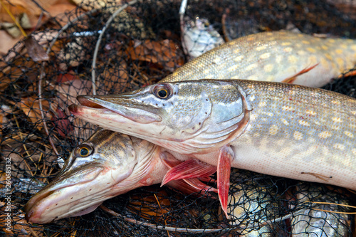 Freshwater pike fish. Two freshwater pike fish lies on landing net with fishery catch in it..