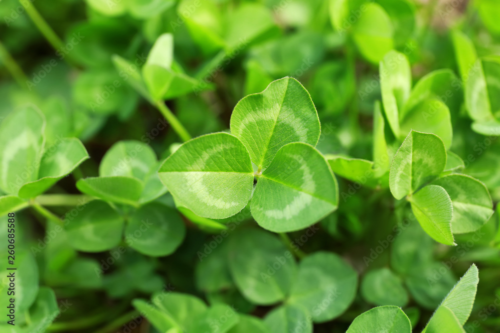 Fresh green clover growing outdoors Fresh green clover growing outdoors