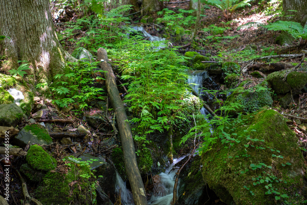 Fototapeta premium スッカン沢