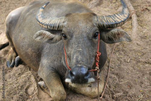 Big buffalo Black stands elegant in the countryside. Rice field atmosphere