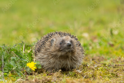 Hedgehog (Erinaceus Europaeus) in Springtime with yellow dandelion and head raised. Landscape, horizontal. Space for copy.