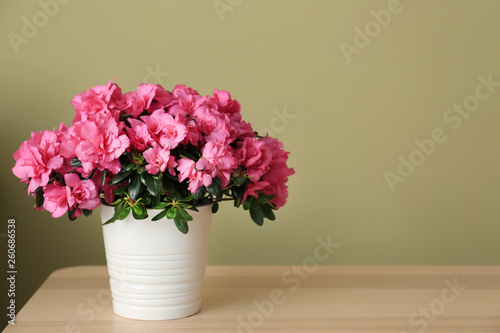 Pot with beautiful blooming azalea on table against color background photo