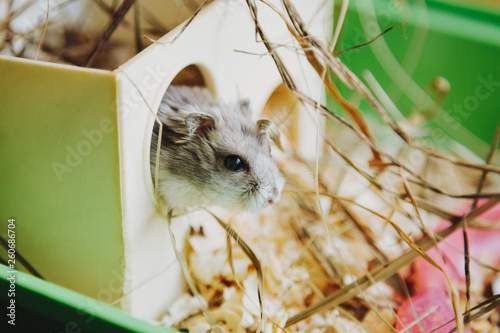 Hamster in his house