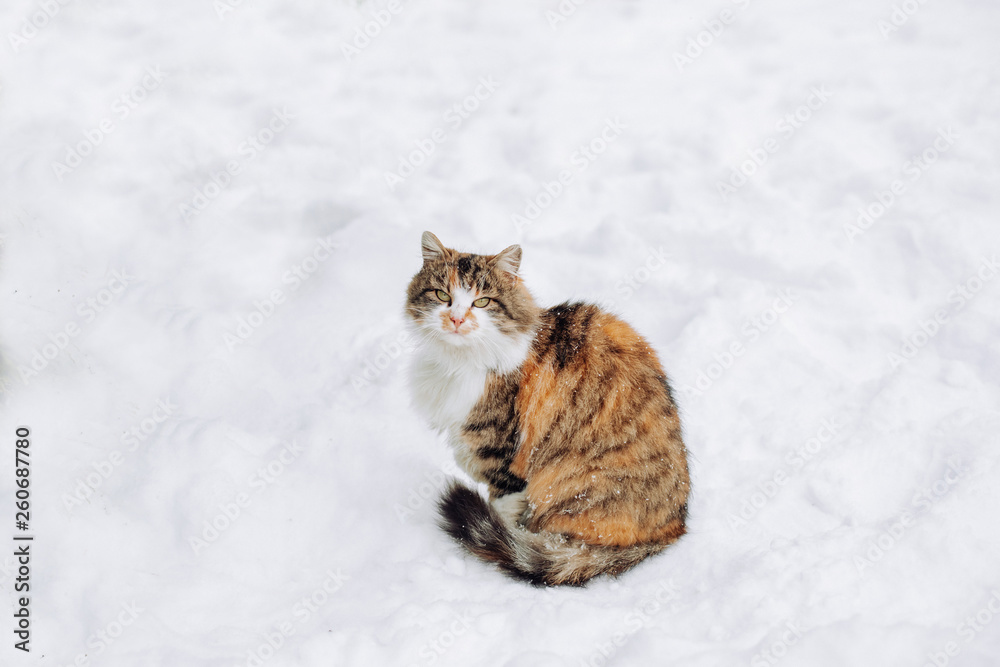 Beautiful stray cat on the snow, with space for text. Stray cat.