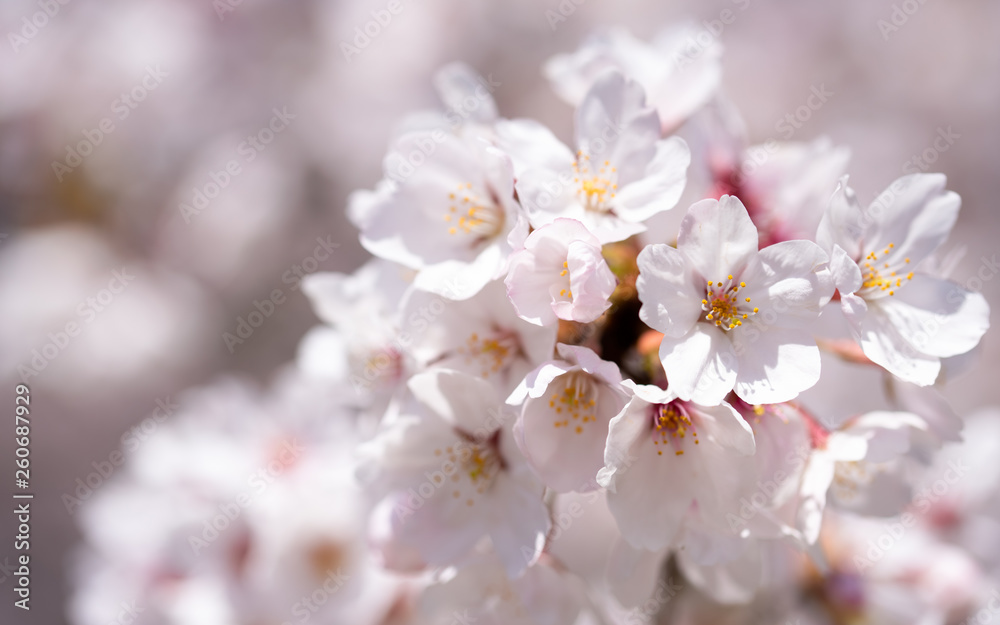 南千里公園の桜