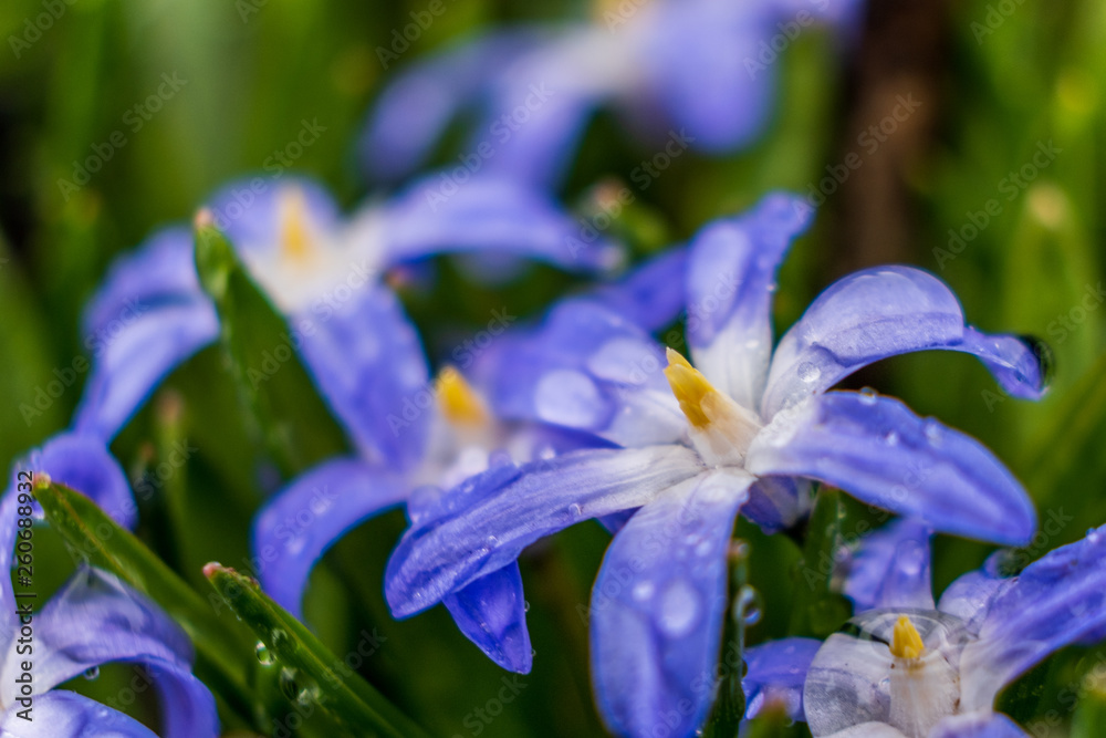 Small blue flowers with rain drops isolated with a blurred background