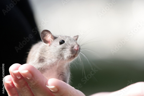 Little cute mouse with a mustache on woman's hand close up