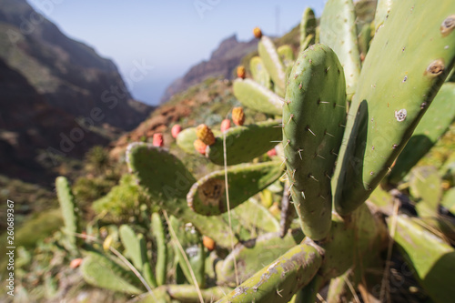 Opuntia ficus-indica. Prickly pear  indian fig. Ripe tasty fruits. Cactus close-up shot 