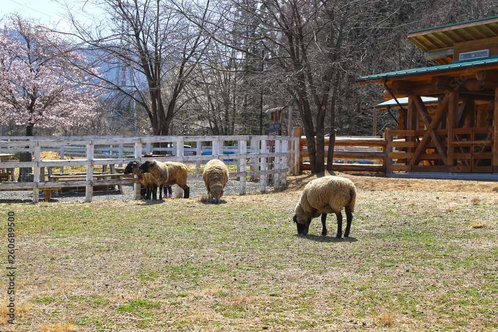 Obraz premium 【埼玉県秩父市 観光名所】羊山公園のヤギ
