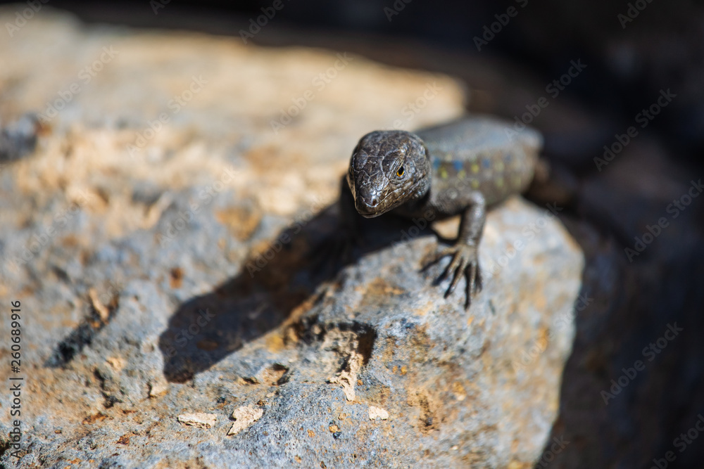 Lizard close up. Wild nature and animal background. Wildlife, reptile Lizard close up. Wild nature and animal background. Wildlife, reptile