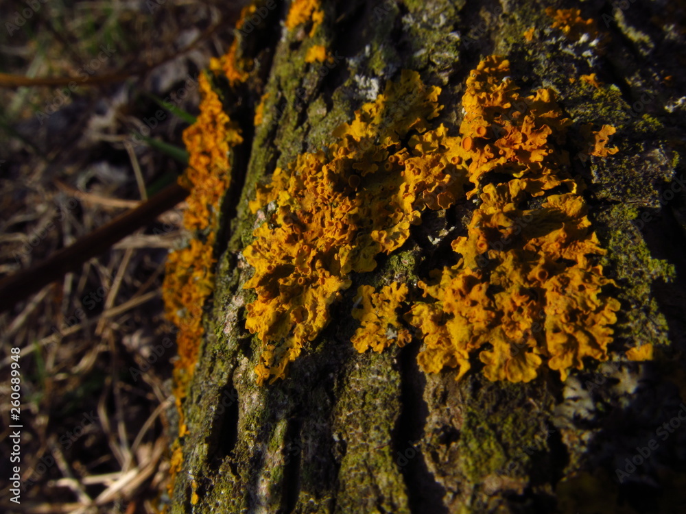Obraz premium yellow lichen on willow tree bark 