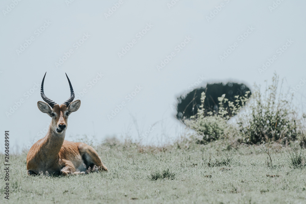antelope in Safari in African antelope in Safari in African