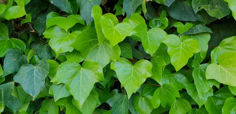 green leaves background Yedra green leaves background Yedra