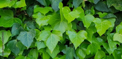 background of green leaves Yedra