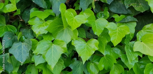 green leaves background Yedra