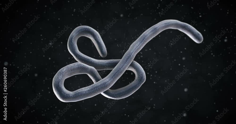 3D animation of a Ebola virus 3D animation of a Ebola virus