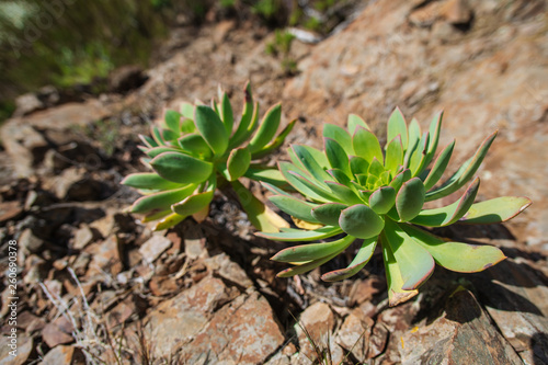 Succulent. Plant in the wild. Tenerife - Canary Islands, Spain.  photo