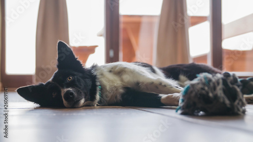 Cute black and white dog on home floor bored next to a toy © Video_StockOrg