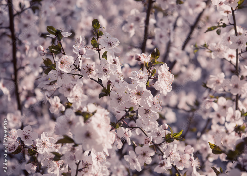  Early spring  flowers on tree in spring time