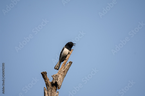 bird, nature, wildlife, branch, animal, black, wild, crow, tree, magpie, beak, blue, swallow, white, feather, birds, sitting, sky, green