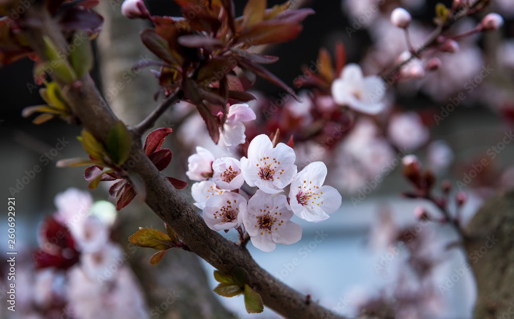 Blooming branch of tree in the city Blooming branch of tree in the city