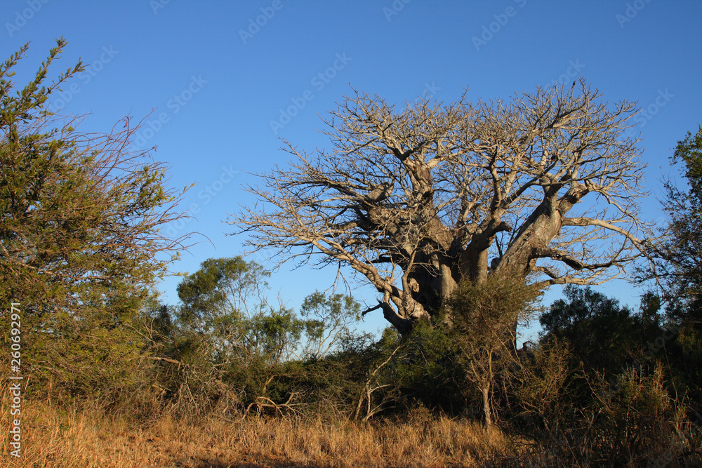 Affenbrotbaum / Baobab / Adansonia Digitata Affenbrotbaum / Baobab / Adansonia Digitata