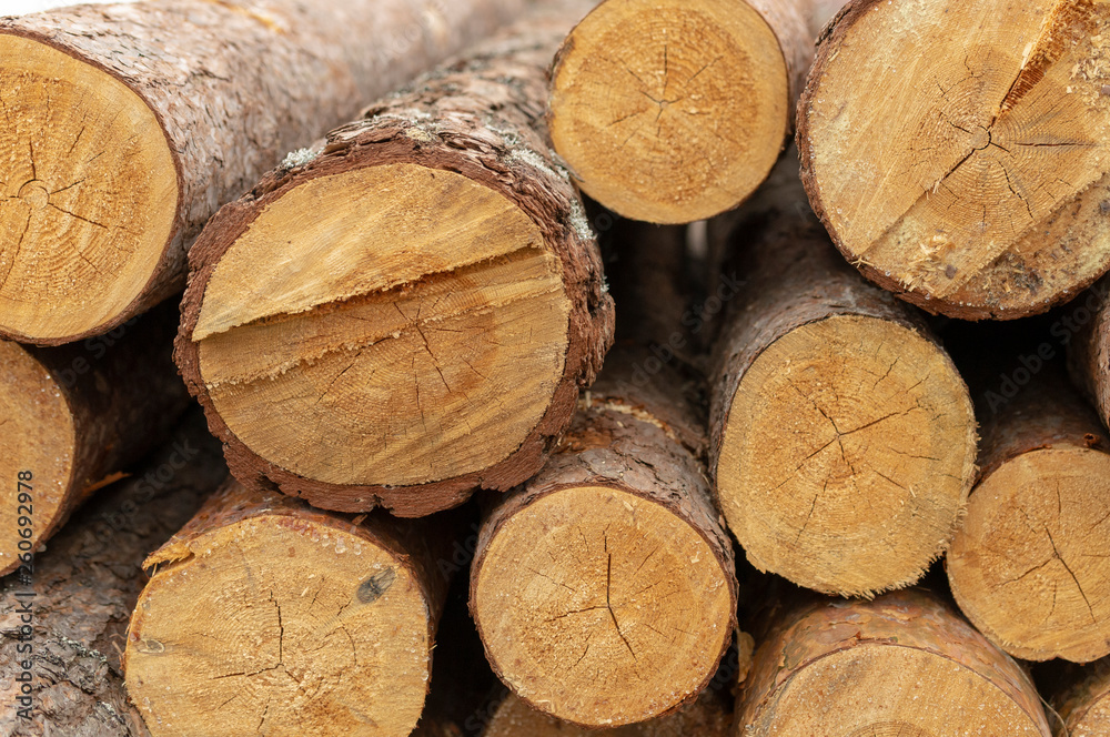 pine tree trunks close-up