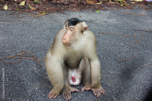 Photography monkey in the wild