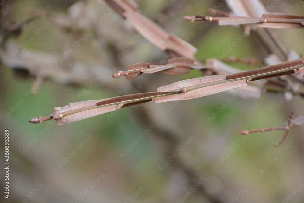 Winged spindle tree (Euonymus alatus) Winged spindle tree (Euonymus alatus)