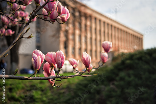 Blossoming magnolia flowers in spring time