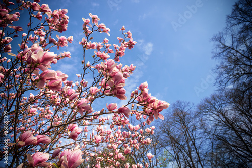 Blossoming magnolia flowers in spring time photo